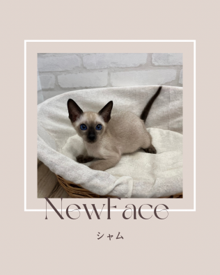 デビューしたばかりのわんにゃん情報🐶🐱