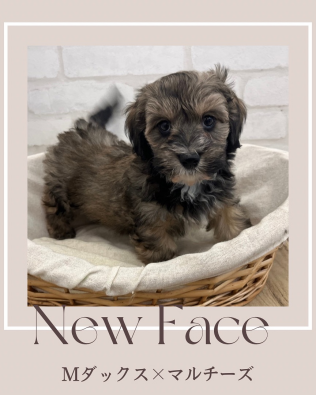 デビューしたばかりのわんちゃん情報🐶