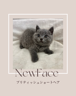 デビューしたばかりの猫ちゃん情報🐱🐾