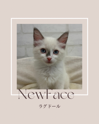デビューしたばかりのにゃんちゃん情報🐱