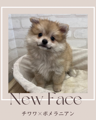デビューしたばかりのわんちゃん情報🐶