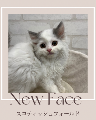 デビューしたばかりの猫ちゃん情報🐱