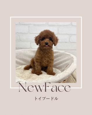 デビューしたばかりのわんちゃん情報🐶