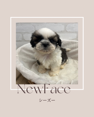 デビューしたばかりのわんちゃん情報🐶