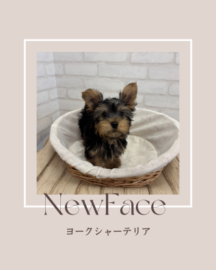 デビューしたばかりのわんちゃん情報🐶🐾