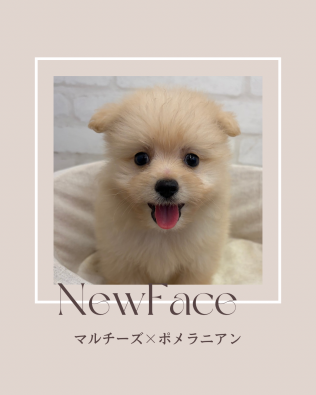 デビューしたばかりのわんにゃん情報🐶🐱