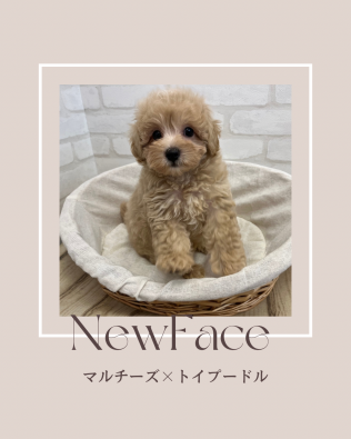 デビューしたばかりのわんにゃん情報🐶🐱