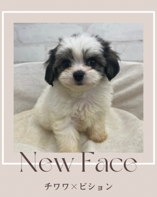 デビューしたばかりのわんちゃん情報🐶🐾