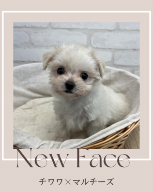 デビューしたばかりのわんちゃん情報🐶
