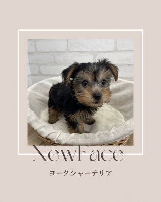 デビューしたばかりのわんちゃん情報🐶