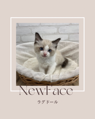 デビューしたばかりの猫ちゃん情報🐱🐾