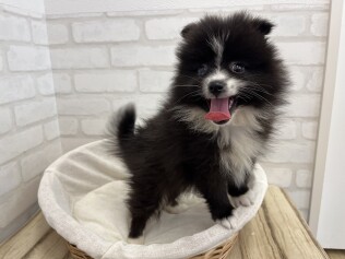 デビューしたばかりのわんにゃん情報🐶🐱