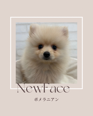 デビューしたばかりのワンちゃん情報🐶
