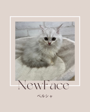 デビューしたばかりの猫ちゃん情報🐱🐾