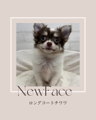 デビューしたばかりのわんちゃん情報🐶