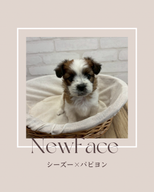デビューしたばかりのわんちゃん情報🐶