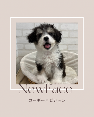 デビューしたばかりのわんちゃん情報🐶🐾