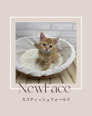デビューしたばかりの猫ちゃん情報🐱