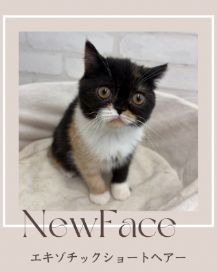 デビューしたばかりの猫ちゃん情報🐱