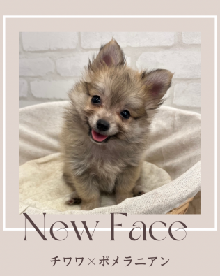 デビューしたばかりのわんにゃん情報🐱🐶🐾