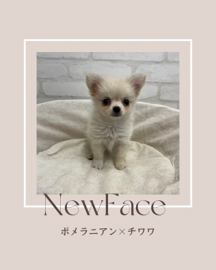 デビューしたばかりのわんちゃん情報🐶🐾