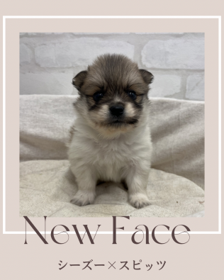 デビューしたばかりのわんにゃん情報🐶🐱