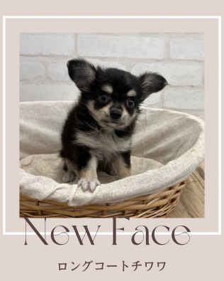 デビューしたばかりのわんちゃん情報🐶🐾