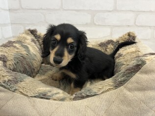 デビューしたばかりのわんにゃん情報