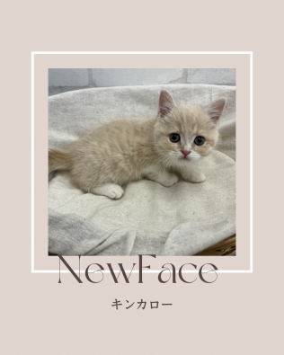 デビューしたばかりのねこちゃん情報🐱