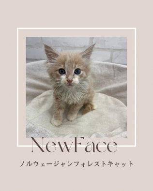 デビューしたばかりの猫ちゃん情報🐱