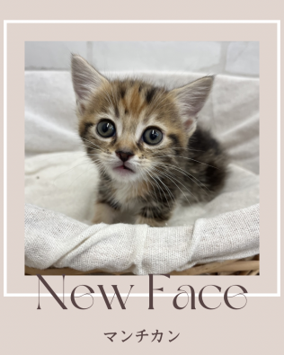 デビューしたばかりの猫ちゃん情報🐱💓