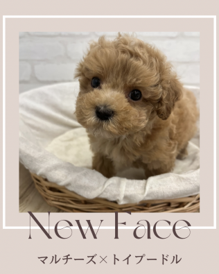 デビューしたばかりのわんちゃん情報🐶