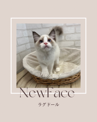 デビューしたばかりの猫ちゃん情報🐱