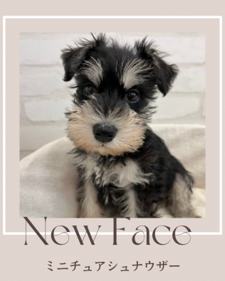 デビューしたばかりのわんちゃん情報🐶