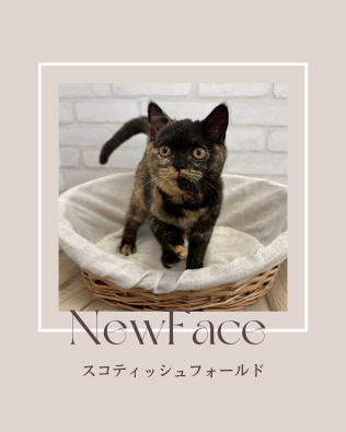 デビューしたばかりの猫ちゃん情報🐱🐾