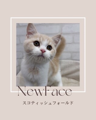 デビューしたばかりの猫ちゃん情報🐱