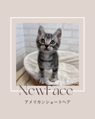 デビューしたばかりのねこちゃん情報🐱