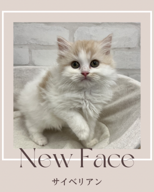 デビューしたばかりのねこちゃん情報🐱