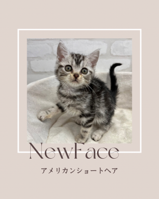 デビューしたばかりのねこちゃん情報🐱