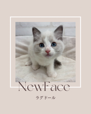 デビューしたばかりの猫ちゃん情報🐱🐾