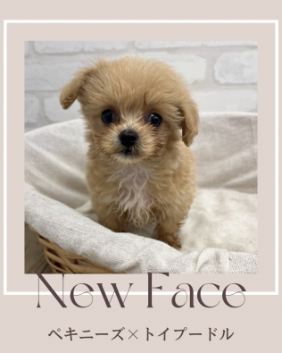 小型わんちゃんです。 デビューしたばかりのわんちゃん情報🐶 | ホームセンター コーナン