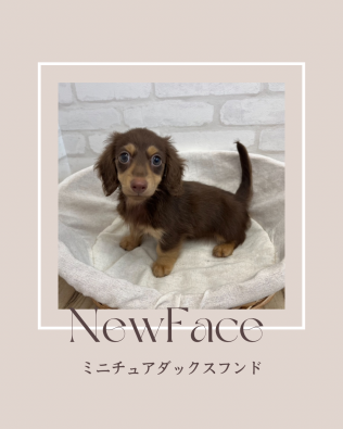 デビューしたばかりのわんちゃん情報🐶🐾