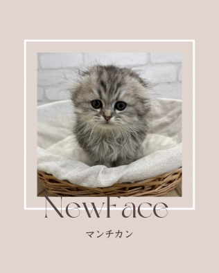 デビューしたばかりのわんにゃん情報🐶🐱
