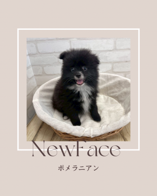 デビューしたばかりのわんちゃん情報🐶🐾