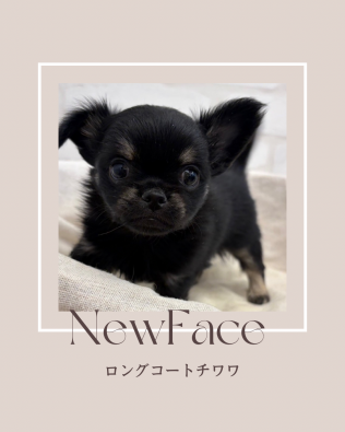 デビューしたばかりのわんちゃん情報🐶