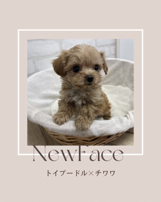 デビューしたばかりのわんちゃん情報🐶