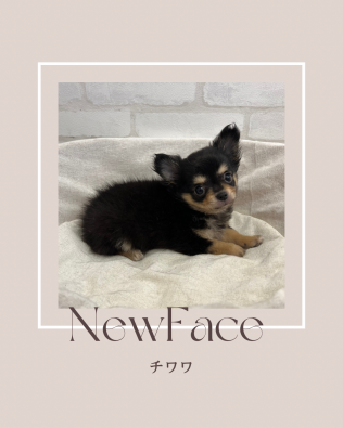 デビューしたばかりのワンちゃん情報🐶🐾