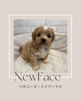 デビューしたばかりのわんちゃん情報🐶