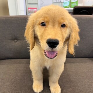 お久しぶりの大型犬✨