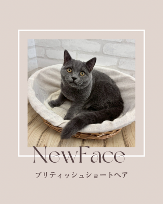 デビューしたばかりの猫ちゃん情報